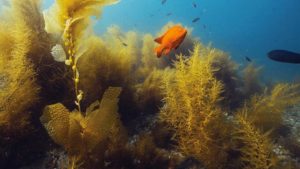 Underwater Naturalist Diver